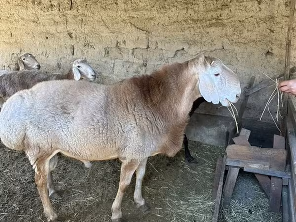 Қошқар, Hissar sheep