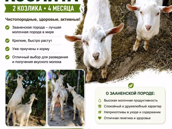 Теке, Saanen goat