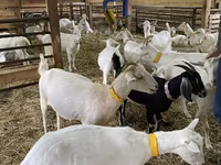 बकरी, Nubian Goat — फ़ोटो 2