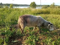 Ешкі, Kejobong goat — 4-сурет