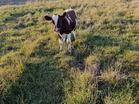 Cow, Cattle — photo 2