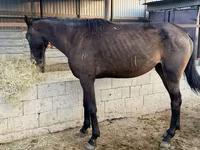 Айғыр, Arabian horse — 3-сурет