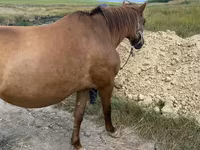 公马, Horses — 照片 5