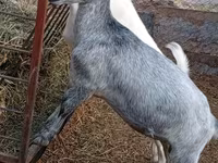 Goat, Saanen goat — photo 2