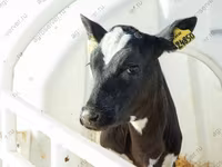 Bulle, Holstein-Rasse — Foto 7