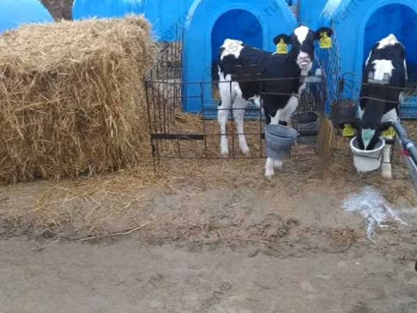Bull, Holstein breed