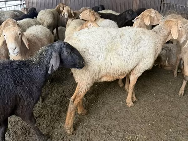 भेड़, Arashan sheep — किर्गिज़स्तान