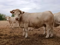 Сиыр, Charolais cattle — 3-сурет
