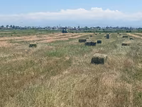 Беде пресс сатылат(таза беде)! Маевка айылында 2 кос. тюки бодрые — Foto 2