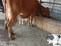 Vaca, Ganado vacuno — foto 6