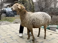 Қой, Arashan sheep — 1-сурет