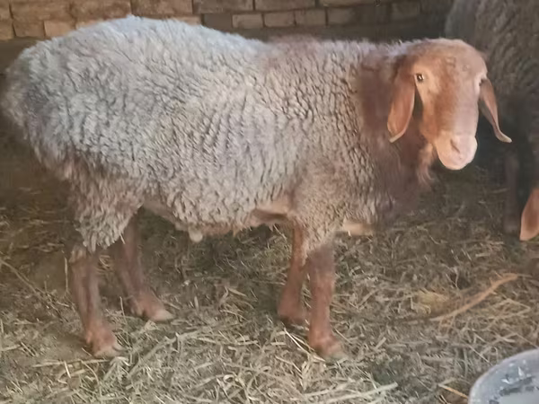 मेढ़ा, भेड़ — उज़्बेकिस्तान