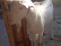 Billy Goat, Saanen goat — photo 4