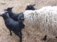 Sheep, Sheep — photo 7