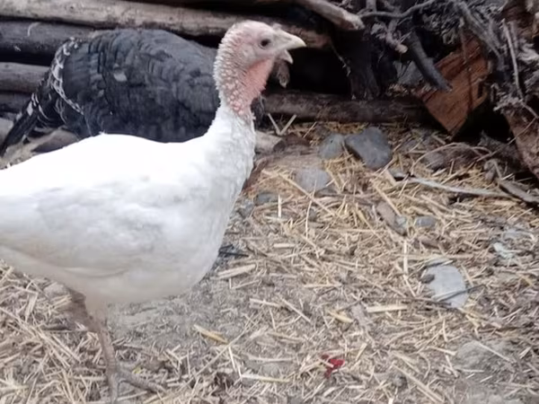 Turkeys