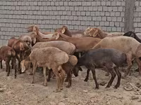Қошқар, Arashan sheep — 1-сурет