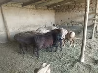 Sheep, Sheep — photo 1