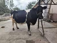 गाय, हेरफोर्ड — फ़ोटो 3