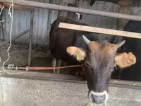 母牛, Cattle — 照片 3