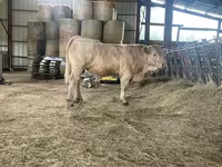 Бұқа, Charolais cattle — 4-сурет