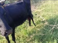 Cow, Cattle — photo 4