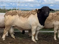 Ram, Dorper sheep — photo 1