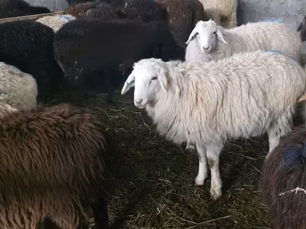 Қой, Tian-Shan semifinewool sheep