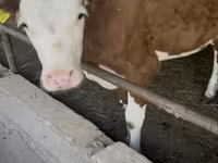 Бұқа, Simmental cattle — 3-сурет
