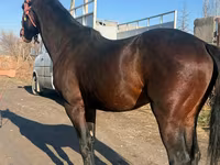 Caballo, Caballos — foto 1
