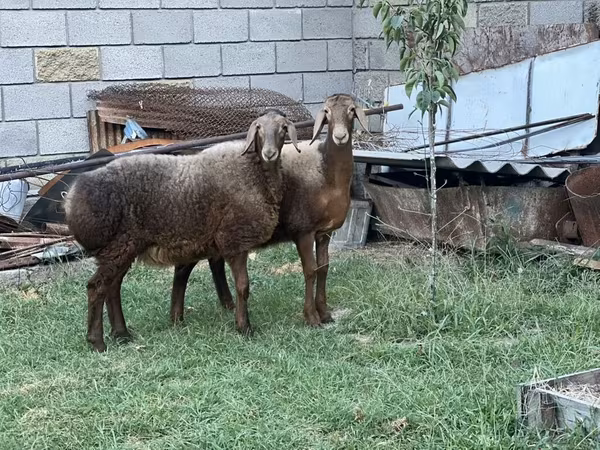 Sheep, Arashan sheep