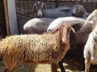 Sheep, Sheep — photo 1