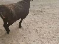 Ram, Rhon sheep — photo 4