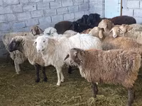 Sheep, Tian-Shan semifinewool sheep — photo 5