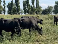 Сиыр, Абердин – ангус тұқымы — 2-сурет