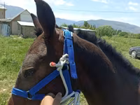 公马, Horses — 照片 2