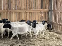 Widder, Dorper sheep — Foto 5