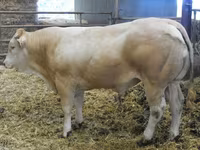 Бұқа, Blonde d’Aquitane cattle — 2-сурет
