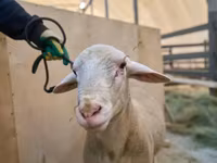 كبش, Lacaune sheep — الصورة 2