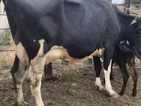 Cow, Russian Black pied cattle — photo 2