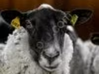 Қошқар, Romanov sheep — 4-сурет