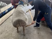 Widder, Arashan sheep — Foto 2