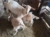 Goat, Saanen goat — photo 6