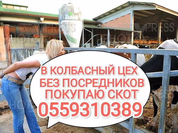 Бұқа, Ірі қара — Қырғызстан