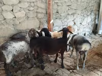 Widder, Rhon sheep — Foto 1