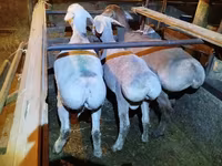 كبش, Rhon sheep — الصورة 2