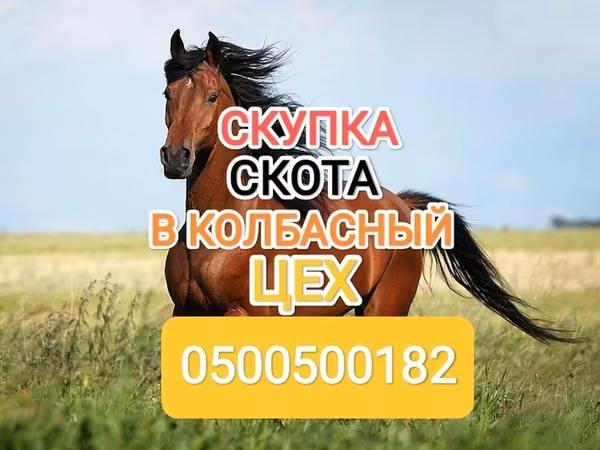 Айғыр, Жылқылар — Қырғызстан