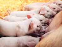 Premixuri pentru animale şi păsări / Премиксы для птиц и животных — الصورة 3