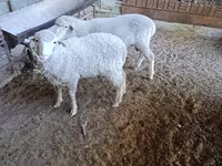 Қошқар, Baerchuke sheep — 3-сурет