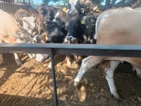 Bull, Cattle — photo 4