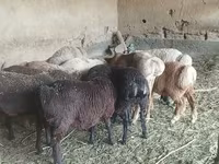 Sheep, Sheep — photo 2